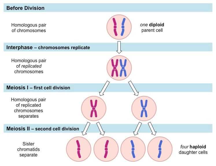 Understanding Mitosis Cell Division A Comprehensive Diagram Guide